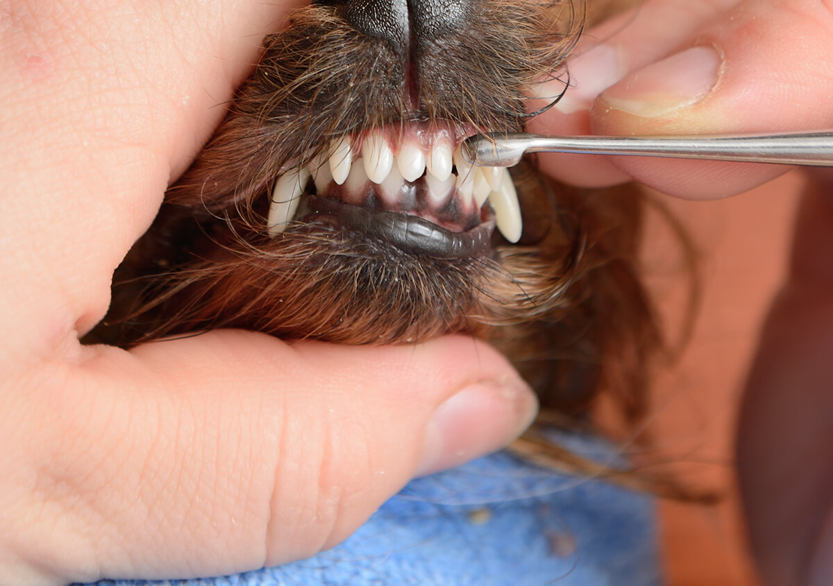 should old dogs get teeth cleaned