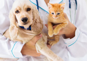 Vet Clinic Near Me For Routine Visits Wesley Chapel Florida