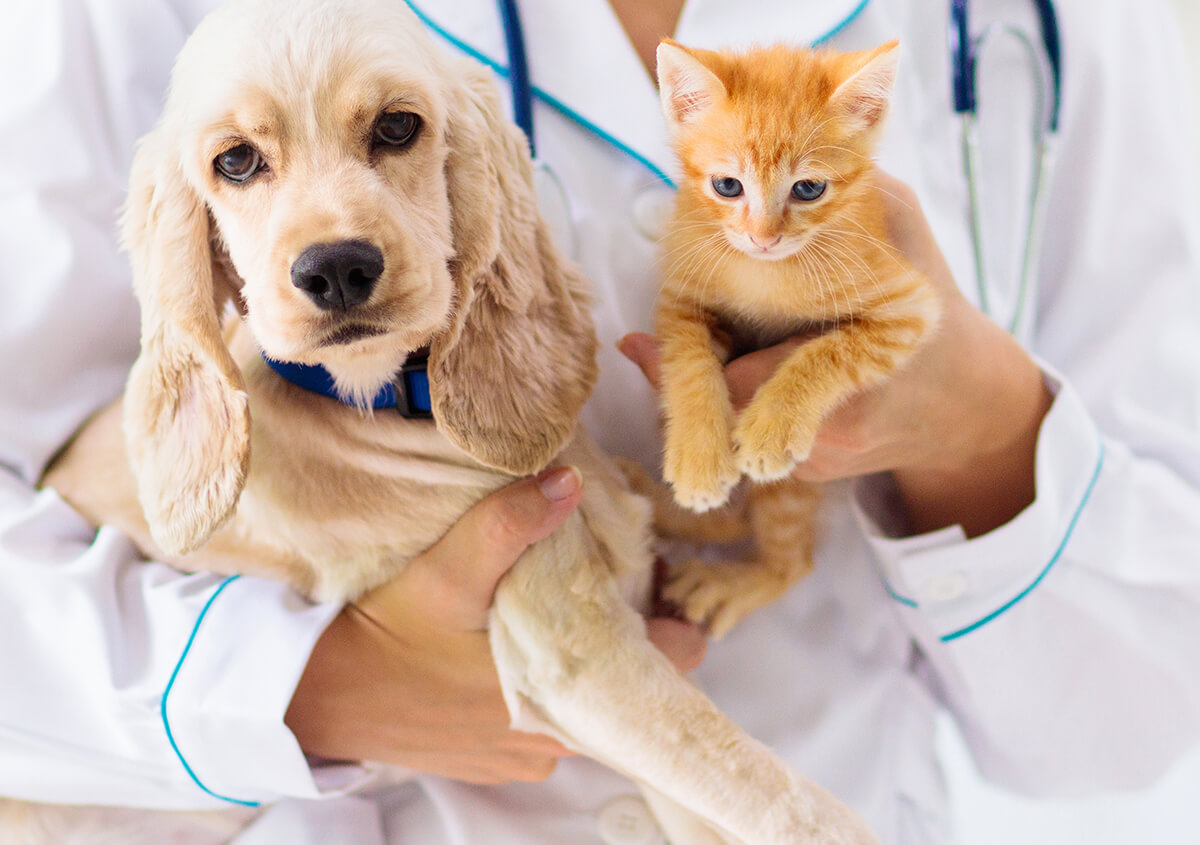 Featured Article Archives | Pavilion Crossing Animal Hospital